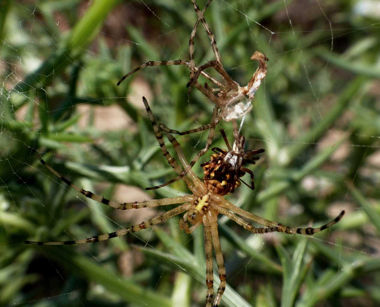 Femmina di Argiope lobata piacente  - Palau (OT)